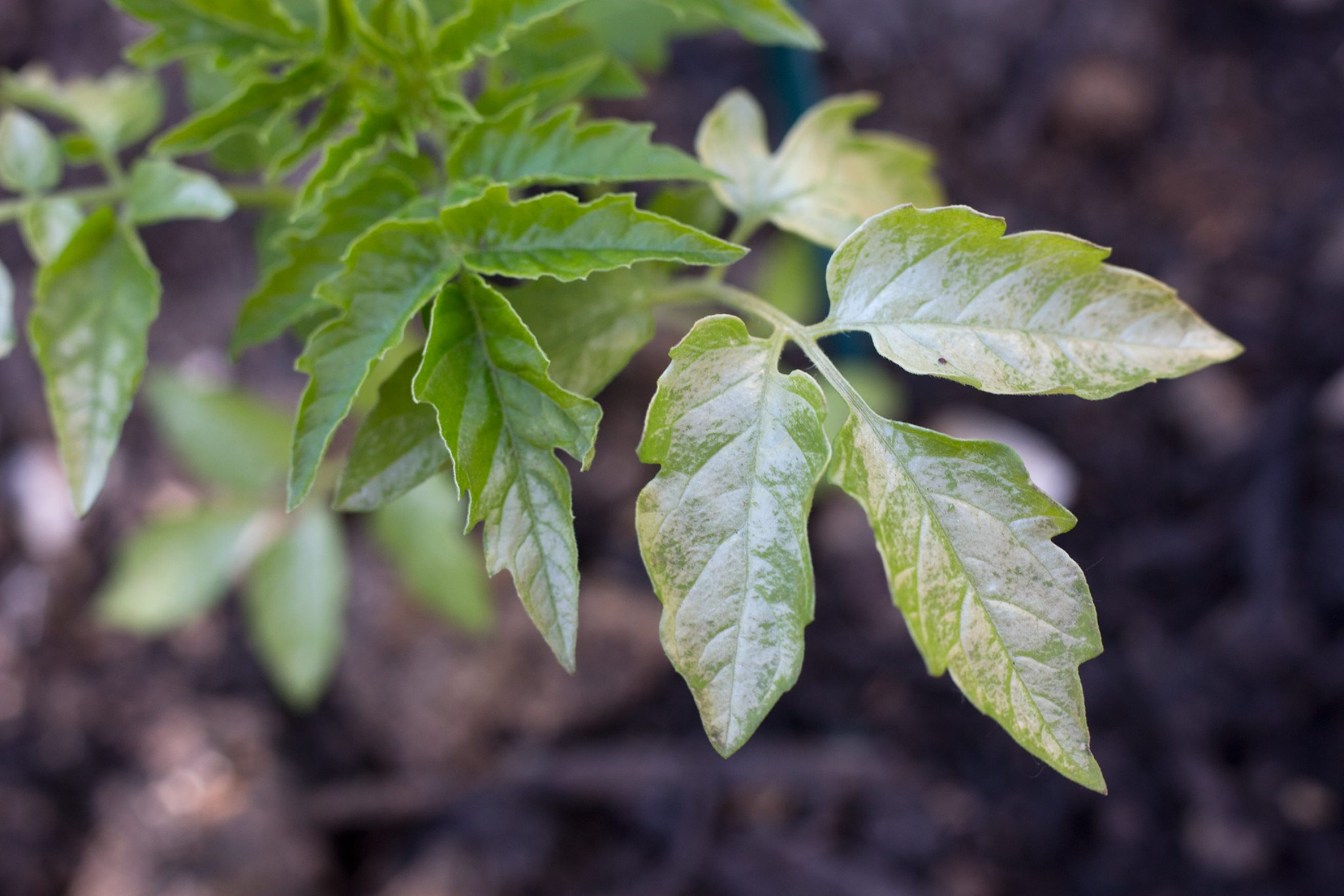 ¿Cómo afecta el frío a mis plantas?