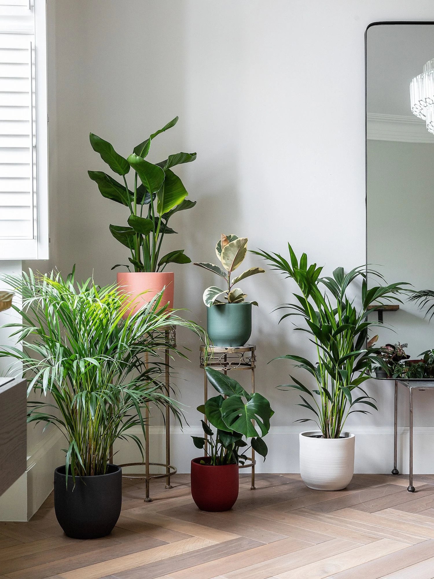 Plantas de Interior